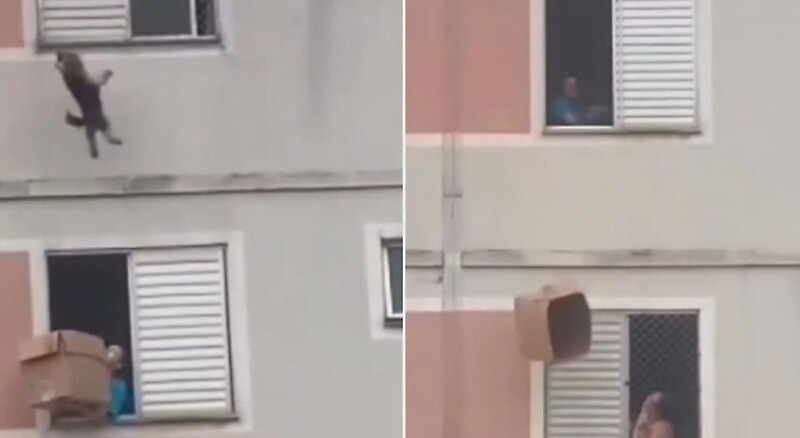 Драматичное спасение пса в Бразилии