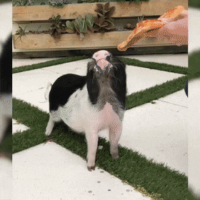 Обман зрения