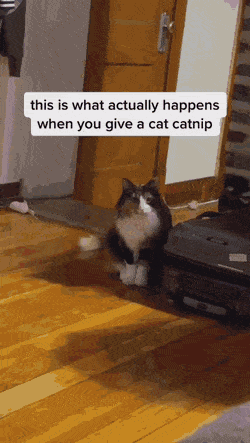 Просто гифки, всякие и&nbsp;разные