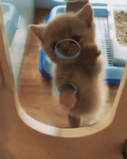 Просто гифки, всякие и&nbsp;разные