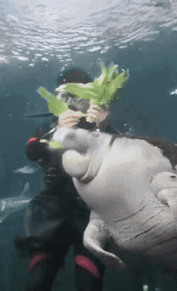 Просто гифки, всякие и&nbsp;разные