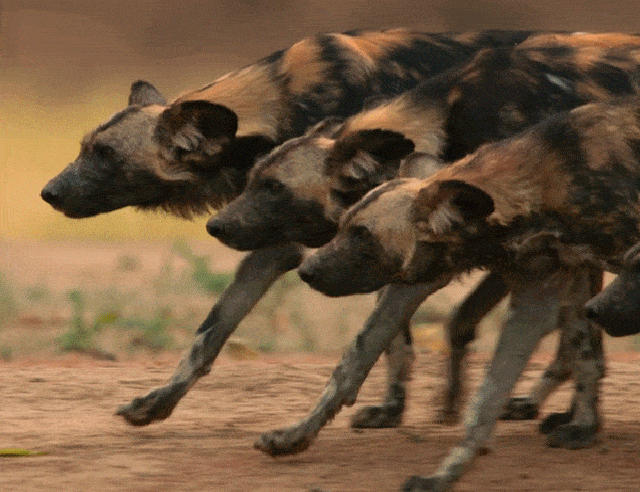 Просто гифки, всякие и&nbsp;разные