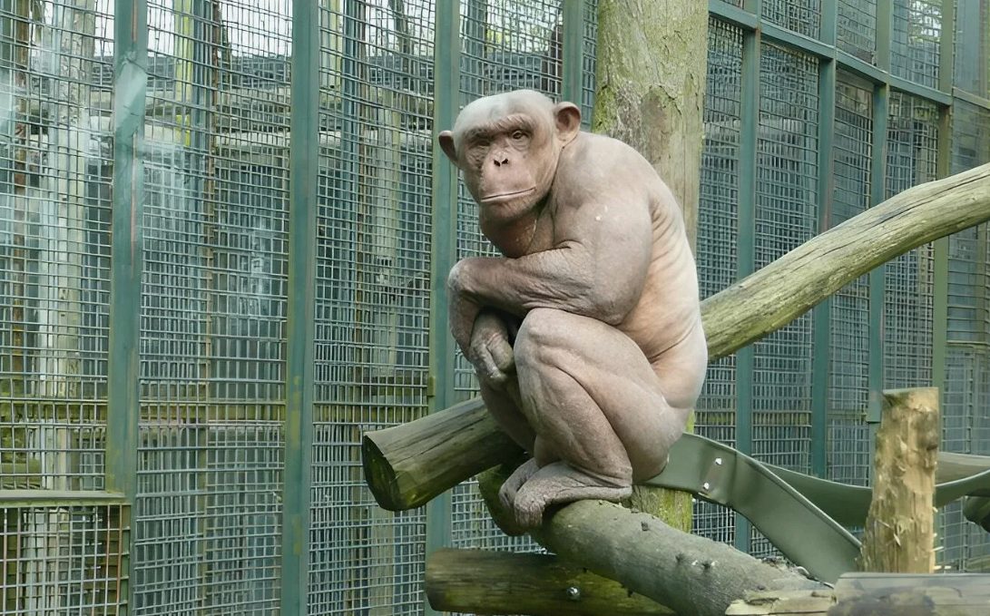 Лысые животные: с чем сталкивается зверь, который лишён шерсти?