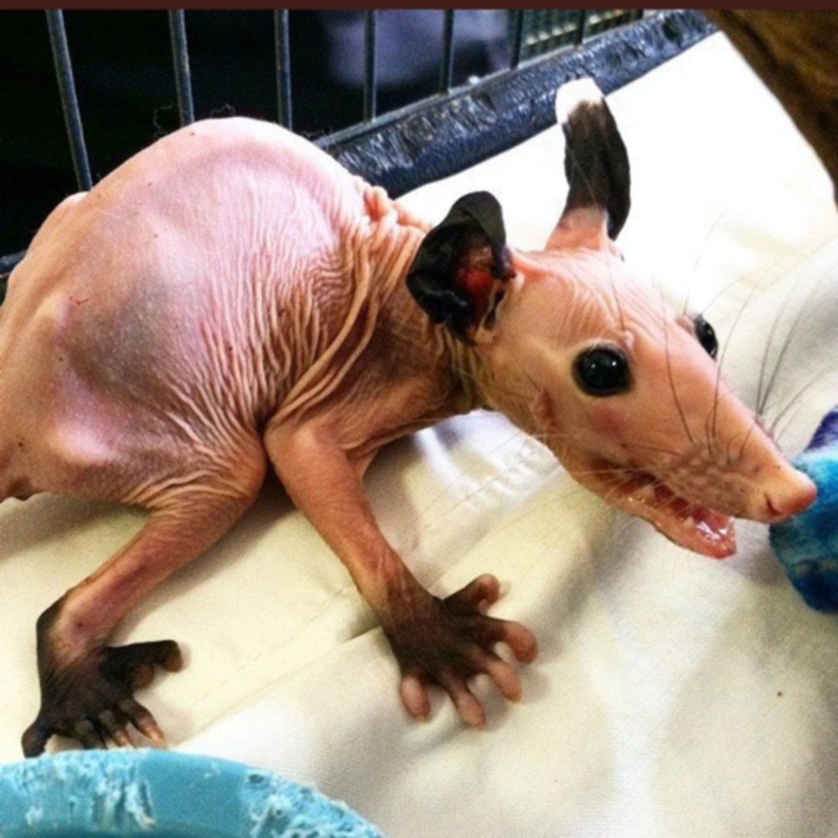 Лысые животные: с чем сталкивается зверь, который лишён шерсти?