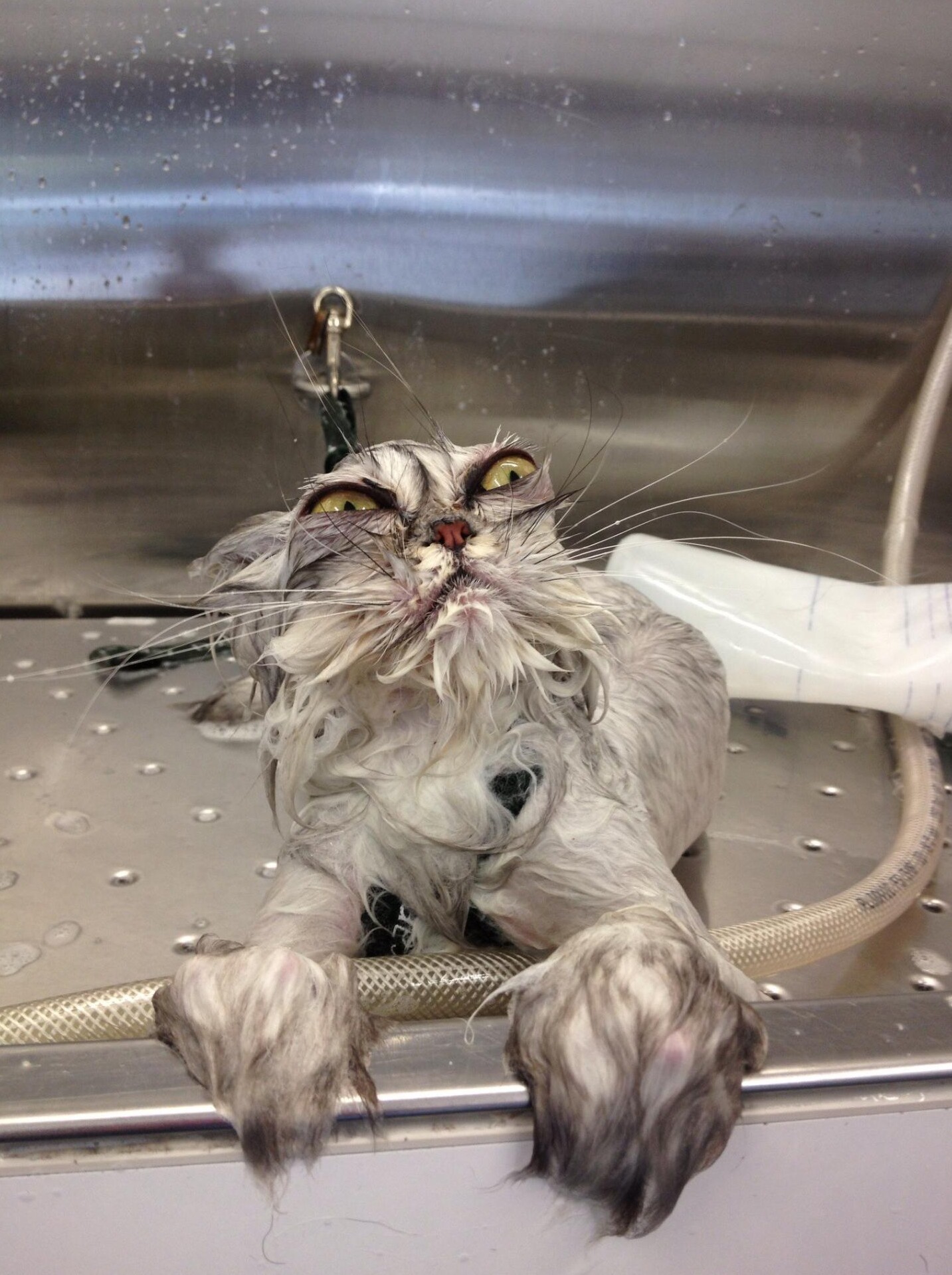 7. Люблю водные процедуры