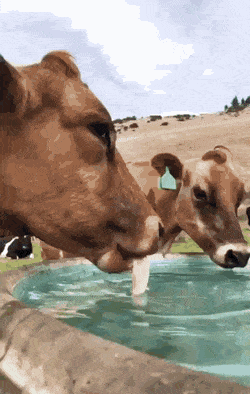 Просто гифки, всякие и&nbsp;разные