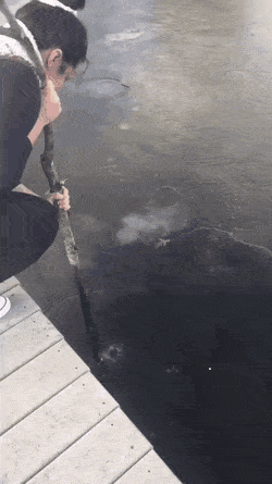 Просто гифки, всякие и&nbsp;разные