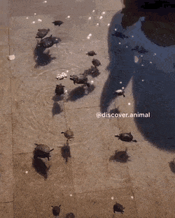 Просто гифки, всякие и&nbsp;разные