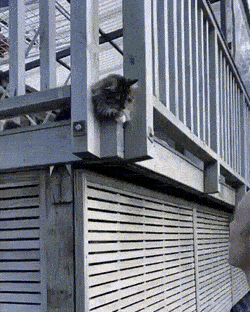 Просто гифки, всякие и разные Просто гифки, всякие и разные