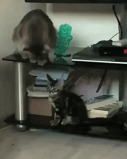 Просто гифки, всякие и&nbsp;разные