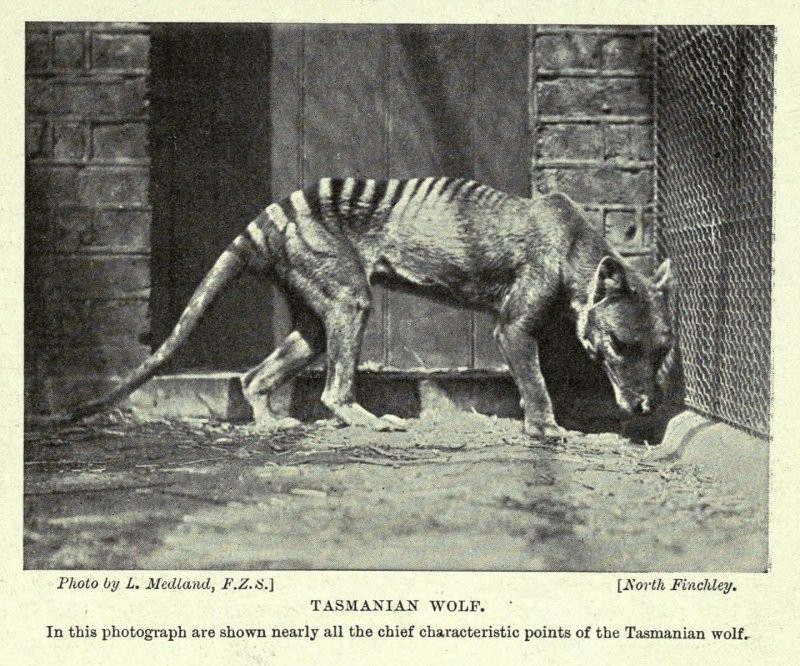 Тилацин: последние снимки вымершего тасманийского тигра