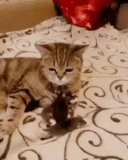 Просто гифки, всякие и разные Просто гифки, всякие и разные