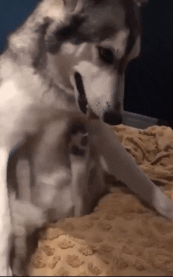 Просто гифки, всякие и разные Просто гифки, всякие и разные