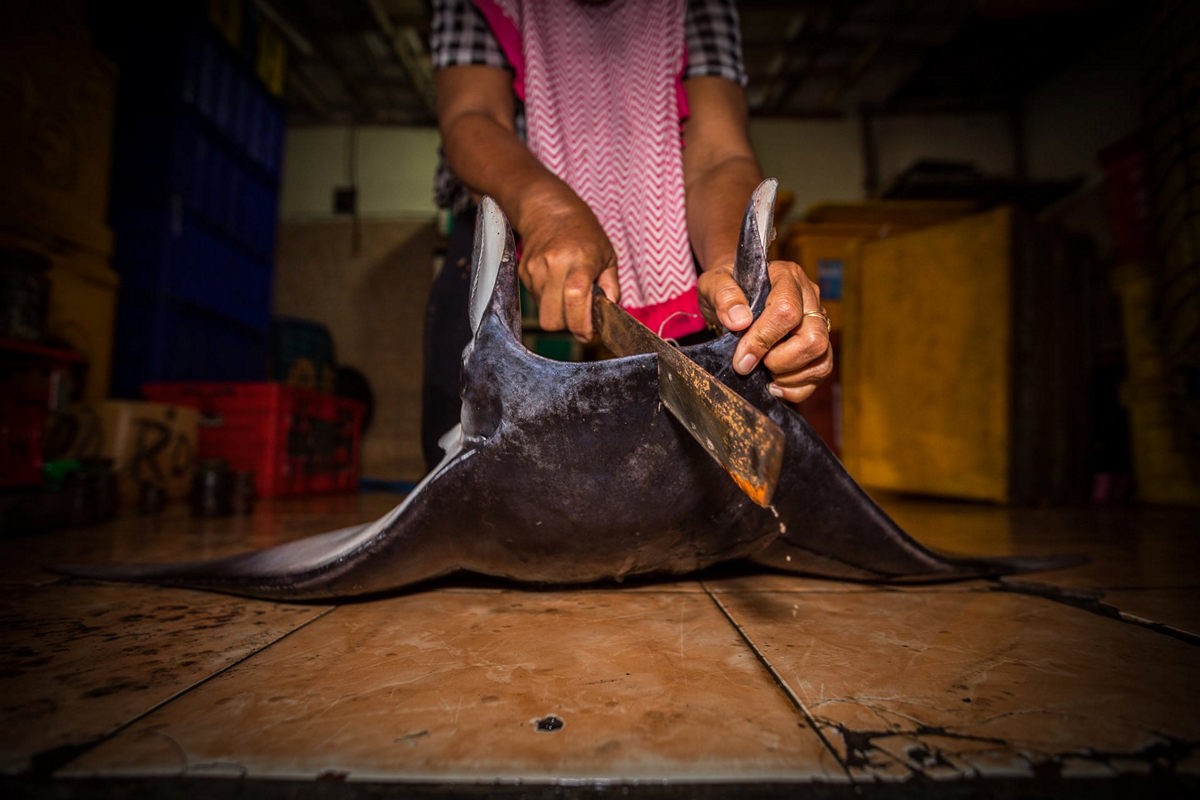 2 место в категории «Охрана морей». Автор фото-Жоау Родригес (Португалия).