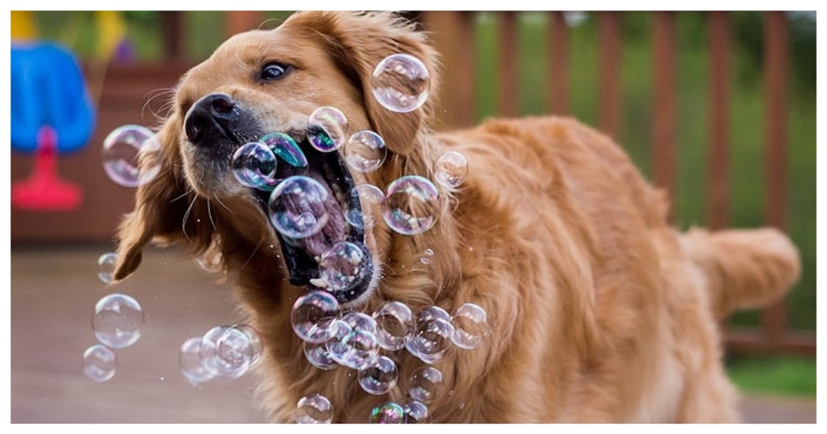 Будни золотистых ретриверов