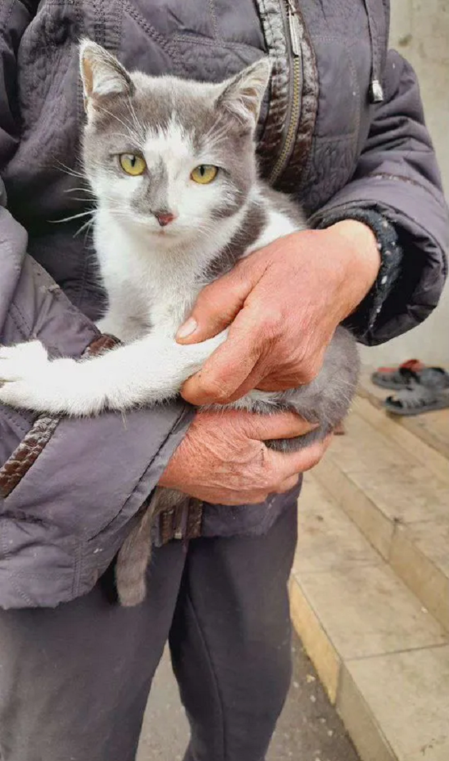 Котики из-за ленточки