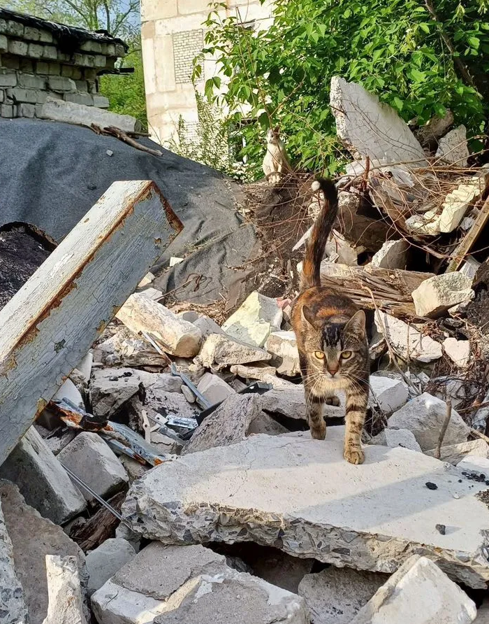 Котики из-за ленточки