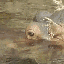 Просто гифки, всякие и&nbsp;разные