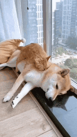 Как кошка с собакой