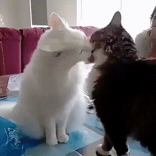 Просто гифки, всякие и&nbsp;разные