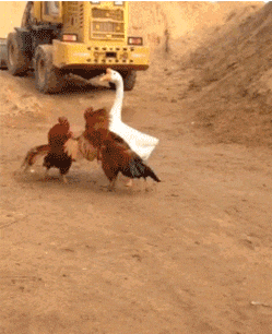 Просто гифки, всякие и&nbsp;разные