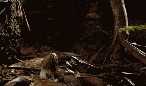 Просто гифки, всякие и&nbsp;разные