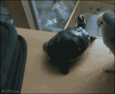 Просто гифки, всякие и&nbsp;разные