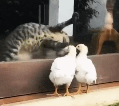 Близко стоят, да не схватишь