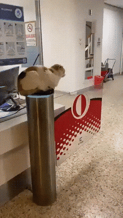 Просто гифки, всякие и&nbsp;разные