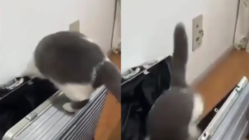 Кот самоупаковался в чемодан