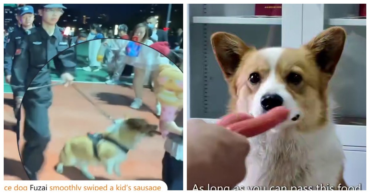 Полицейский корги укусил сосиску ребёнка во время патрулирования