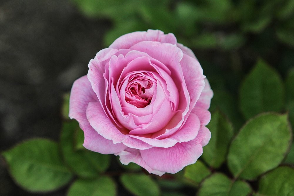 Лабиринт в саду Ван Дусена: путешествие сквозь время и зелень