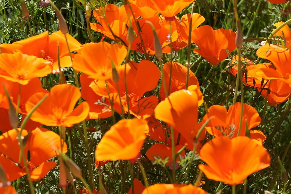 Лабиринт в саду Ван Дусена: путешествие сквозь время и зелень