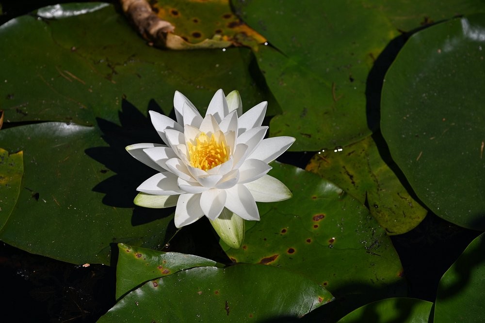 Лабиринт в саду Ван Дусена: путешествие сквозь время и зелень