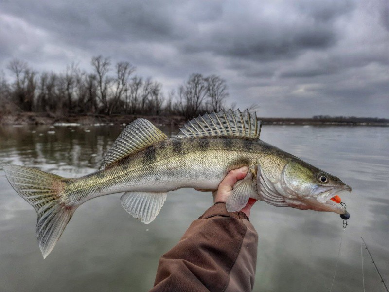 Всё вразнобой 