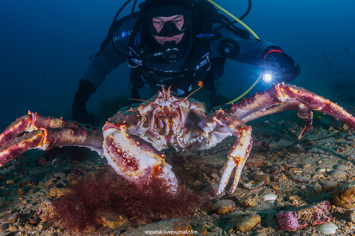 Камчатский краб: он уже разрушил Баренцево море. Теперь эта орда идёт опустошать скандинавов