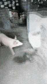 Просто гифки, всякие и&nbsp;разные