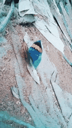 Из бабочки в листик