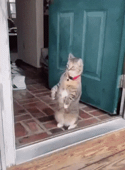 Просто гифки, всякие и&nbsp;разные