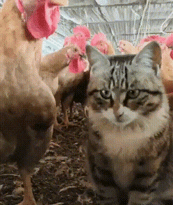 Просто гифки, всякие и&nbsp;разные
