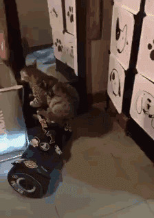 НТР для котов