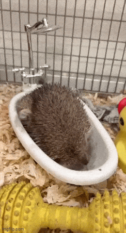 Чистота - залог здоровья