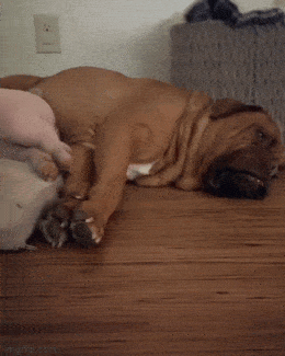 Парочка поросят