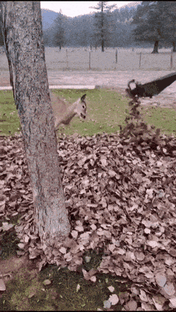 Просто гифки, всякие и&nbsp;разные