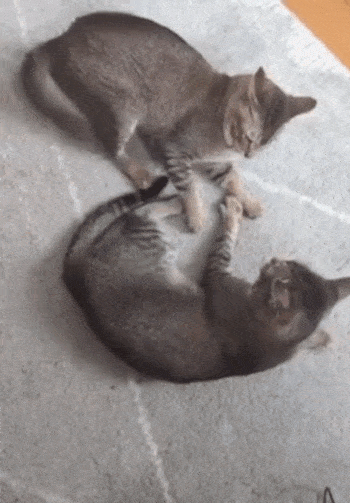 Просто гифки, всякие и разные Просто гифки, всякие и разные