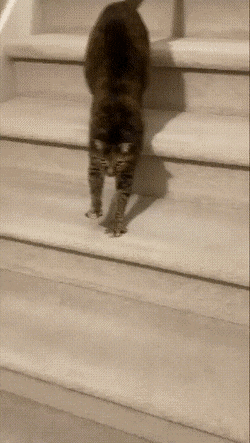 Просто гифки, всякие и разные Просто гифки, всякие и разные