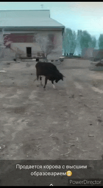 Просто гифки, всякие и&nbsp;разные