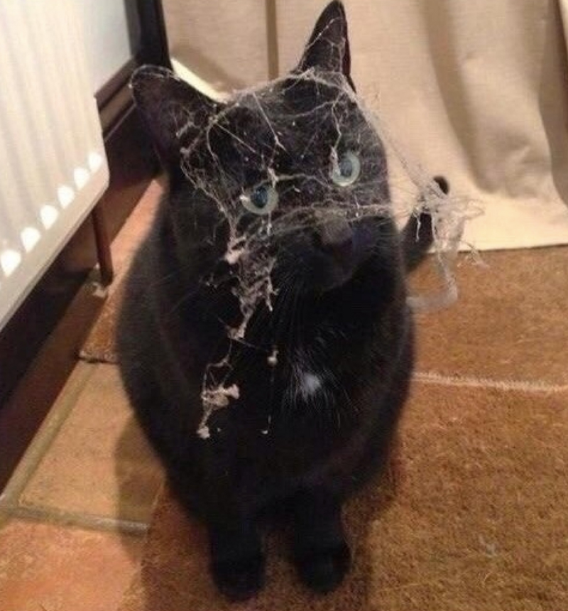 16. Если не гладить котика, котик пойдёт гладить себя сам