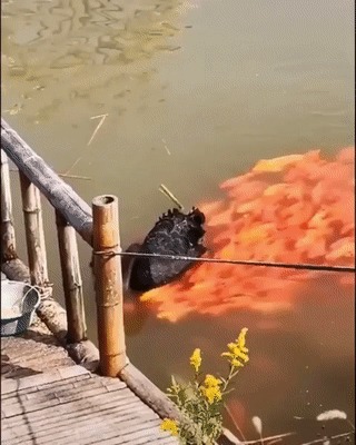 Просто гифки, всякие и&nbsp;разные