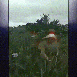 Просто гифки, всякие и&nbsp;разные